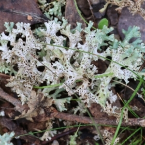 Cladia corallaizon at Chiltern, VIC - 6 Aug 2023