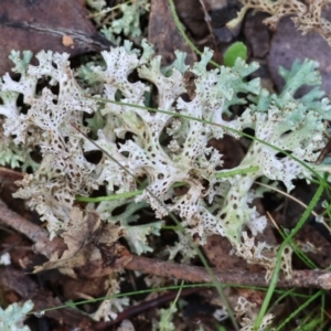 Cladia corallaizon at Chiltern, VIC - 6 Aug 2023 12:00 PM