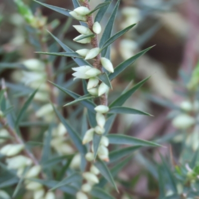 Melichrus urceolatus (Urn Heath) at Chiltern-Mt Pilot National Park - 6 Aug 2023 by KylieWaldon