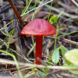 Hygrocybe sp. ‘red’ at Palerang, NSW - 17 May 2023 11:31 AM