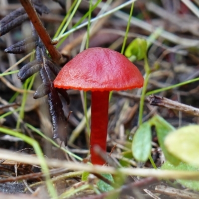 Hygrocybe sp. ‘red’ (A Waxcap) at Palerang, NSW - 17 May 2023 by RobG1