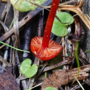 Hygrocybe sp. ‘red’ at Palerang, NSW - 17 May 2023