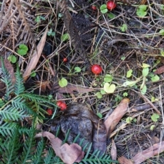 Hygrocybe sp. ‘red’ at Palerang, NSW - 17 May 2023