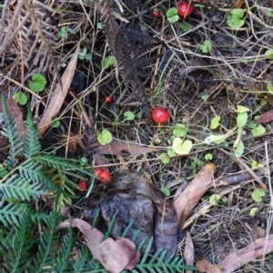 Hygrocybe sp. ‘red’ at Palerang, NSW - 17 May 2023 11:31 AM