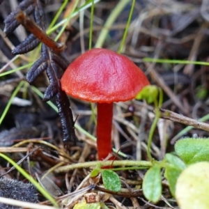 Hygrocybe sp. ‘red’ at Palerang, NSW - 17 May 2023