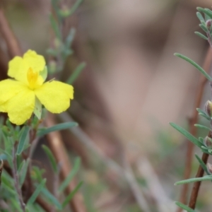 Hibbertia riparia at Chiltern, VIC - 6 Aug 2023