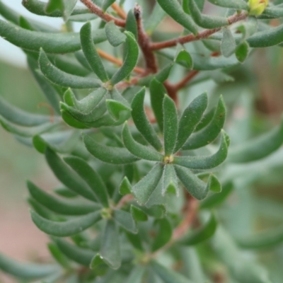 Persoonia rigida (Hairy Geebung) at Chiltern-Mt Pilot National Park - 6 Aug 2023 by KylieWaldon