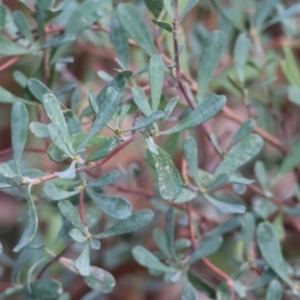 Hibbertia obtusifolia at Chiltern, VIC - 6 Aug 2023