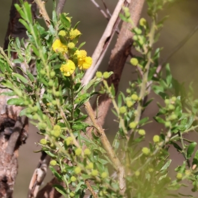 Acacia paradoxa (Kangaroo Thorn) at Chiltern-Mt Pilot National Park - 6 Aug 2023 by KylieWaldon