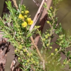 Acacia paradoxa (Kangaroo Thorn) at Chiltern, VIC - 6 Aug 2023 by KylieWaldon