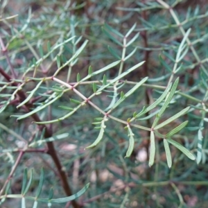 Polyscias sambucifolia subsp. Bipinnate leaves (J.H.Ross 3967) Vic. Herbarium at Palerang, NSW - 17 May 2023