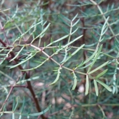 Polyscias sambucifolia subsp. Bipinnate leaves (J.H.Ross 3967) Vic. Herbarium (Ferny Panax) at Palerang, NSW - 17 May 2023 by RobG1