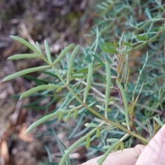 Polyscias sambucifolia subsp. Bipinnate leaves (J.H.Ross 3967) Vic. Herbarium at Palerang, NSW - 17 May 2023