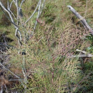 Polyscias sambucifolia subsp. Bipinnate leaves (J.H.Ross 3967) Vic. Herbarium at Palerang, NSW - 17 May 2023