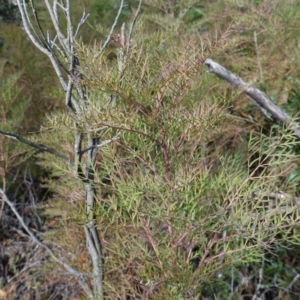 Polyscias sambucifolia subsp. Bipinnate leaves (J.H.Ross 3967) Vic. Herbarium at Palerang, NSW - 17 May 2023