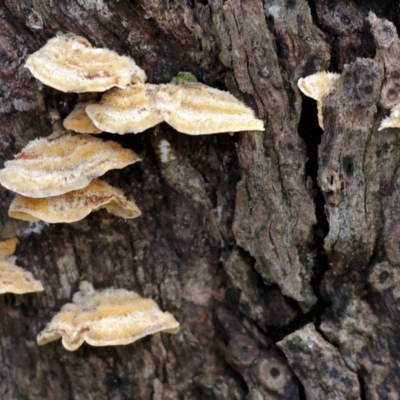 Stereum hirsutum (Hairy Curtain Crust) at Chiltern, VIC - 6 Aug 2023 by KylieWaldon