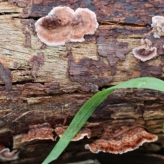 Xylobolus illudens (Purplish Stereum) at Chiltern, VIC - 6 Aug 2023 by KylieWaldon