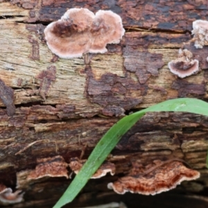 Xylobolus illudens at Chiltern, VIC - 6 Aug 2023