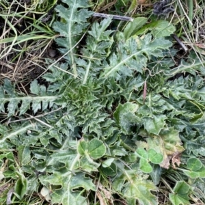 Carthamus lanatus at Belconnen, ACT - 6 Aug 2023