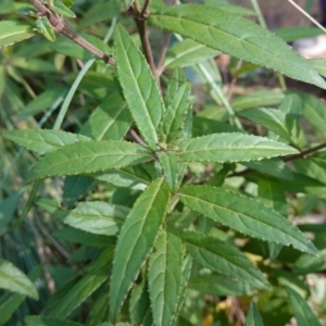 Prostanthera lasianthos at Palerang, NSW - 17 May 2023