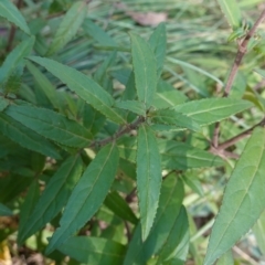 Prostanthera lasianthos at Palerang, NSW - 17 May 2023