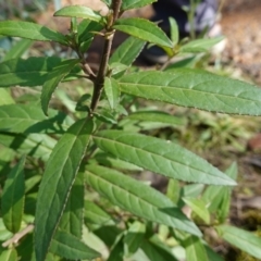 Prostanthera lasianthos at Palerang, NSW - 17 May 2023