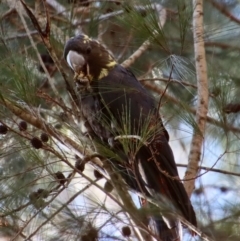 Calyptorhynchus lathami lathami (Glossy Black-Cockatoo) at Broulee Moruya Nature Observation Area - 6 Aug 2023 by LisaH