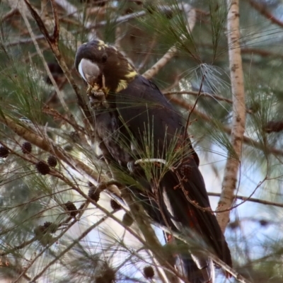 Calyptorhynchus lathami lathami (Glossy Black-Cockatoo) at Moruya, NSW - 6 Aug 2023 by LisaH