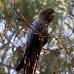 Calyptorhynchus lathami lathami at Moruya, NSW - suppressed