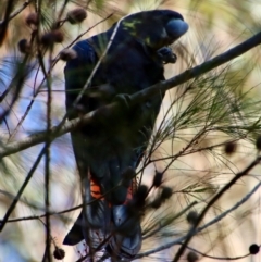 Calyptorhynchus lathami lathami at Moruya, NSW - suppressed