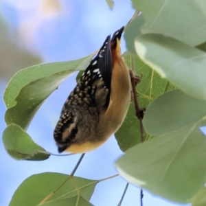 Pardalotus punctatus at Chiltern, VIC - 6 Aug 2023