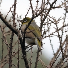 Zosterops lateralis (Silvereye) at Chiltern-Mt Pilot National Park - 6 Aug 2023 by KylieWaldon