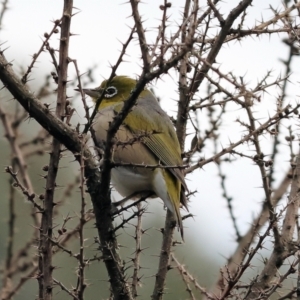 Zosterops lateralis at Chiltern, VIC - 6 Aug 2023