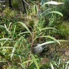Hakea eriantha (Tree Hakea) at Palerang, NSW - 17 May 2023 by RobG1