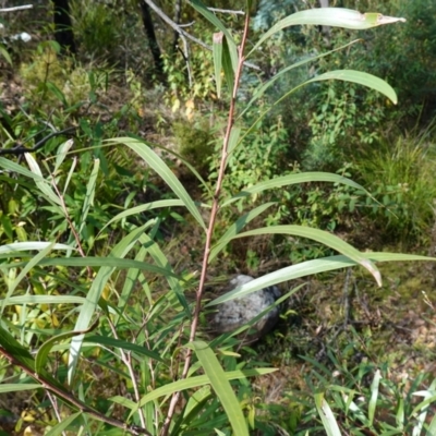 Hakea eriantha (Tree Hakea) at Palerang, NSW - 17 May 2023 by RobG1