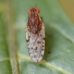 Unidentified True fly (Diptera) at Broulee Moruya Nature Observation Area - 6 Aug 2023 by LisaH