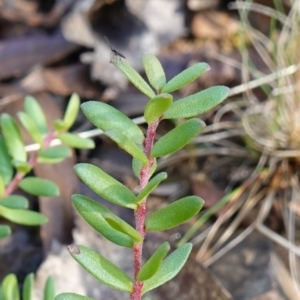 Persoonia asperula at Palerang, NSW - 17 May 2023 11:58 AM