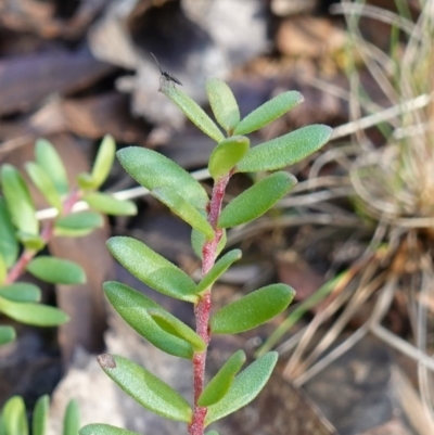 Persoonia asperula (Geebung) at Palerang, NSW - 17 May 2023 by RobG1