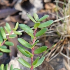 Persoonia asperula (Geebung) at Palerang, NSW - 17 May 2023 by RobG1