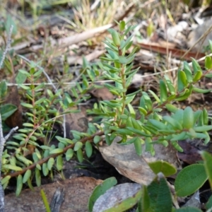Persoonia asperula at Palerang, NSW - 17 May 2023