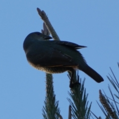 Ptilonorhynchus violaceus (Satin Bowerbird) at Molonglo Valley, ACT - 23 Jul 2023 by Steve_Bok