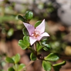 Boronia algida (Alpine Boronia) at Palerang, NSW - 17 May 2023 by RobG1