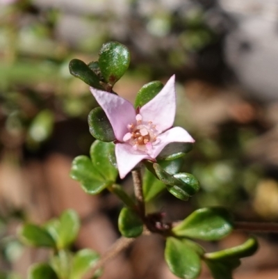 Boronia algida (Alpine Boronia) at Palerang, NSW - 17 May 2023 by RobG1