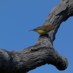 Smicrornis brevirostris (Weebill) at QPRC LGA - 6 Aug 2023 by Steve_Bok