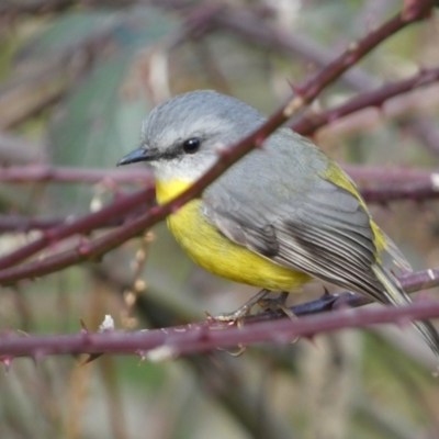 Eopsaltria australis (Eastern Yellow Robin) at QPRC LGA - 6 Aug 2023 by Steve_Bok