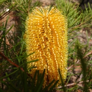 Banksia spinulosa at Palerang, NSW - 17 May 2023