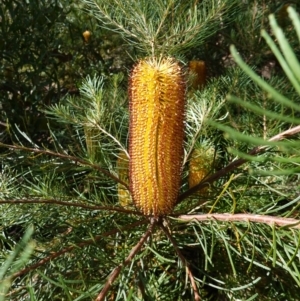 Banksia spinulosa at Palerang, NSW - 17 May 2023