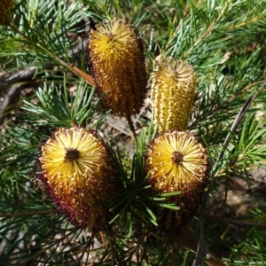 Banksia spinulosa at Palerang, NSW - 17 May 2023