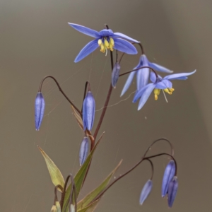 Stypandra glauca at Majura, ACT - 6 Aug 2023