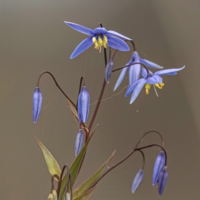 Stypandra glauca (Nodding Blue Lily) at Mount Majura - 6 Aug 2023 by Untidy